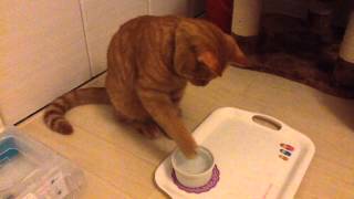 茶トラ猫「ひろし」初氷♪好きなだけチョンチョン♪なんか濡れる! Tabby Cat Hiroshi Playing with Ice