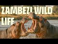 Africa’s Mighty Zambezi | FULL DOCUMENTARY | Wildest Africa | @UltimateNatureDocs