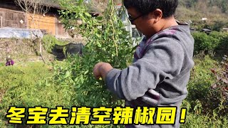 冬宝去清空辣椒园，老乡拿菠菜跟冬宝换白菜，乡里乡亲的关系真好【湘西冬宝】