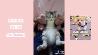 【Tik Tok Pet Channel】可爱的猫咪变身美少女战士全过程，太羞涩了！抖音萌宠