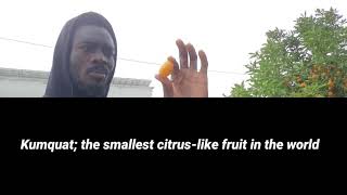 Kumquat; the smallest citrus-like fruit in the world