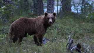 медведь пришел к туристам