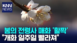 남도에 봄이 왔다! 봄의 전령사 매화 '활짝' / KNN