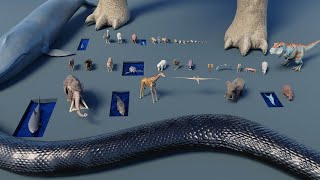 Animal Size Comparison 3d Animation Comparison Real Scale Comparison