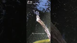 蜻蜓点水，你们多久没有看到蜻蜓了