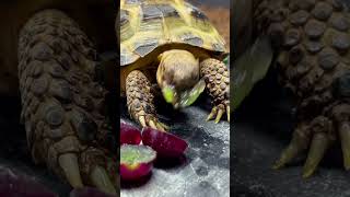 Baby Tortoise Eating Juicy Grape 🍇 🐢 #shorts #asmr #trending #top #tiktok