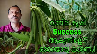 വാനില കൃഷി Success ആകുന്നില്ലേ?? | ഒരേയൊരു കാരണം !!|