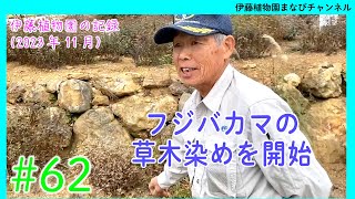 【フジバカマの草木染め】伊藤植物園の記録【2023年11月撮影】