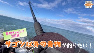 サゴシ以外の青物が釣りたい