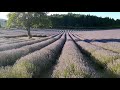 lavender field aurel provence 2020