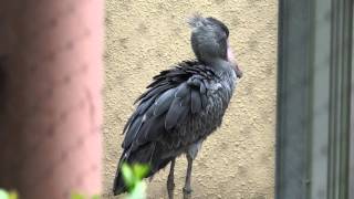 首がかゆい...　 ハシビロコウのミリーさん　上野動物園　2015.7.2