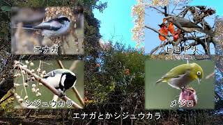 公園まるごと植物図鑑Part6 ～野鳥と木の実～