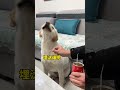 【锅圈🐶guo quan】狗：太欺负狗了！就不能大方点？ shorts