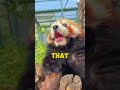 three facts about red pandas that will blow your mind shorts animals nature facts