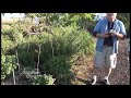 planting hardy fuchsias