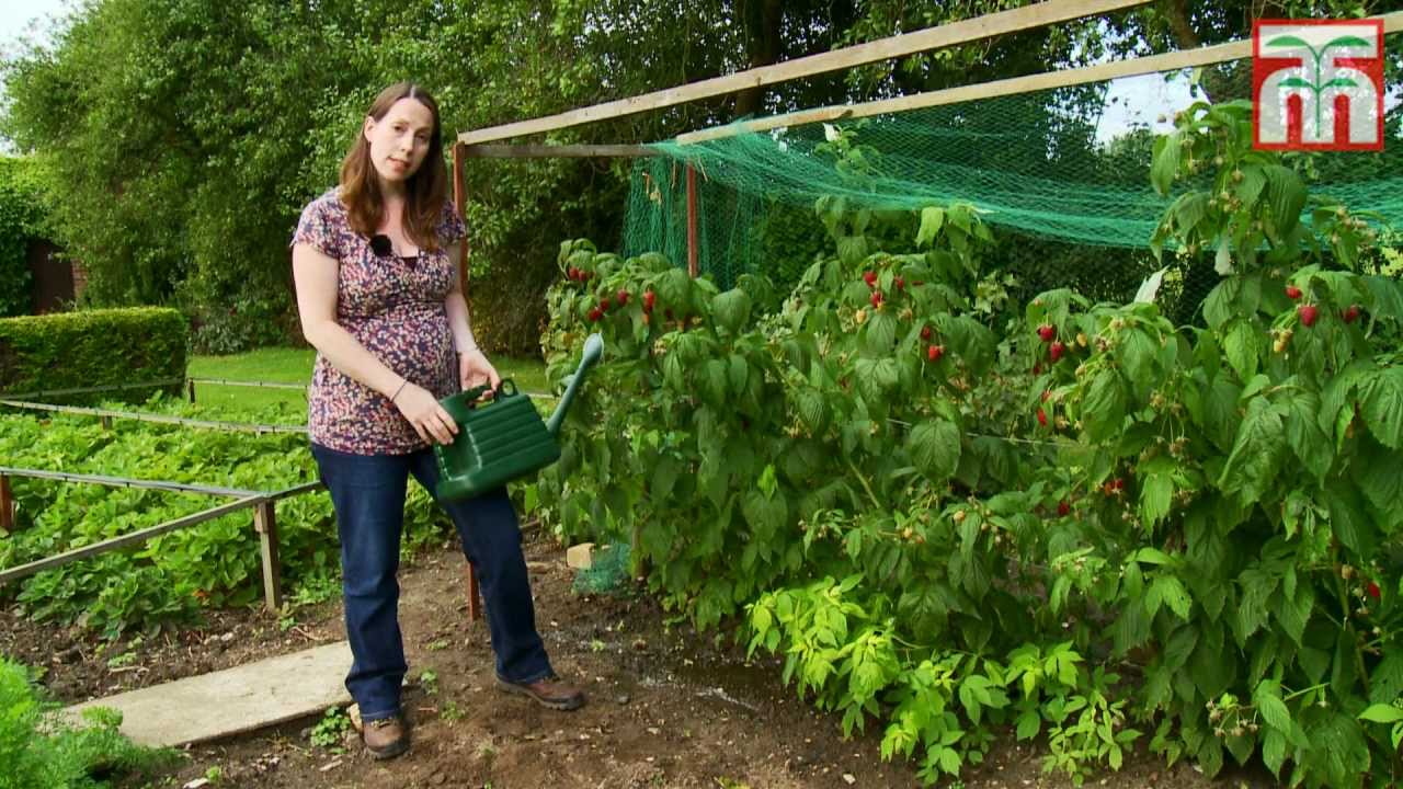 How To Grow Raspberries With Thompson And Morgan. Part 1: Planting And ...