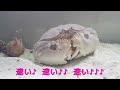 アサヒガニとメガネカラッパ　クジラ食べるかな？　カニ　केकड़ा　kakra　kekda　કરચલો　ក្តាម　কাঁকড়া　kepiting　cua　краб　yengeç　ปู　crabe