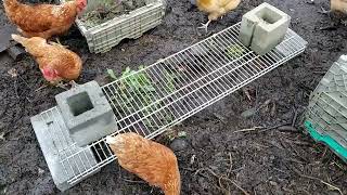 Chicken Run - Experiments in planting greens