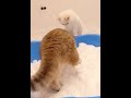 小猫咪们第一次见到雪，玩疯了！猫咪：就是有点冻脚 007