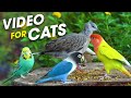 Nature's Best Cat TV: Birds And Squirrels In Stunning Detail - Cats Watching Birds