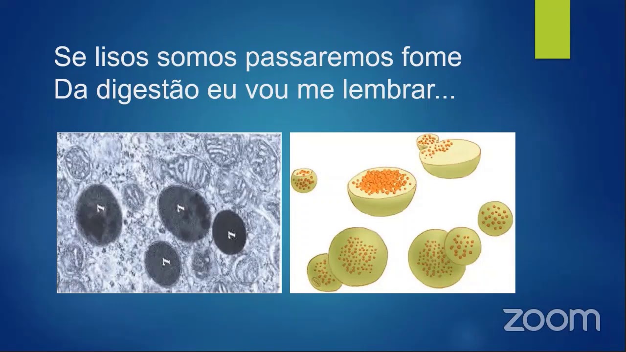 Biologia - Citologia Genética (Brenda) - Organelas Celulares - YouTube