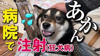 狂犬病の注射でビビる柴犬。