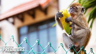 Hill Troop Macaques Struggle With City Living | Macaque Island 102