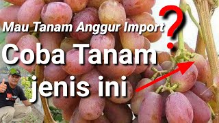 #anggur Angelica #anggur Paling Mudah Berbuah.#cara memilih Anggur import untuk di tanam