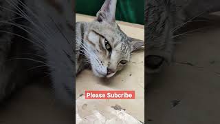 why Sad 😹 Cat 😸 Handsome 💘 #viral #cat #budgies #viralvideo