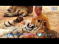 thailand tiger temple where monks and tigers share unique relationship