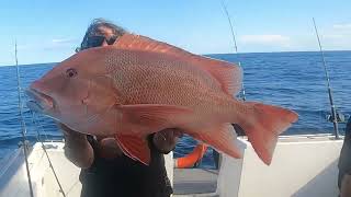 Massive Red Emperor. This is how you fight Reds when sharks are near! Keep their head facing you!