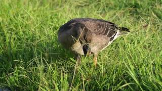 凍原豆雁 Tundra Bean Goose