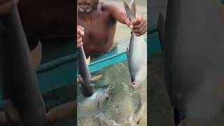 Harvesting of the Pangasius fish 1 kg 600 Gram 🐟🐠♥️♥️