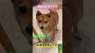 vsわさびチューブ🐶 #犬 #shorts #ショート #柴犬 #チワワ #ミックス犬 #shibainu #shiba #chihuahua