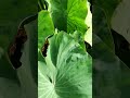 # This is TARO LEAVES / ABALONG # lots of benefits in our health # good foods # green leafy #