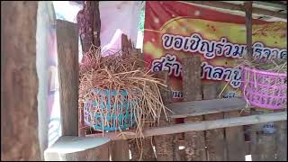 ธรรมชาติ​ของ​บ้านเฮายามเช้า#ยามแล้ง#funny #comedy #ธรรมชาติ