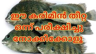 karimeen pidutham കരിമീൻ പിടുത്തം മീൻ പിടുത്തം ഇത്ര ഈസി ആയിരുന്നോ 8 രൂപ ചിലവിൽ 600  രൂപയുടെ കരിമീൻ