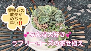 【Vlog163】💕みんな大好き💕ラブリーローズの寄せ植え/葉挿しの成長がめちゃ早い‼️