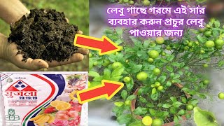 গরমে টবে পাতিলেবু গাছের পরিচর্যা