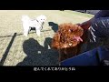 【公園紹介】豊洲ぐるり公園ドッグランの雰囲気が最高すぎる