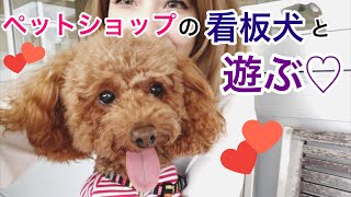 ペットショップの看板犬と遊ぶ♡トイプードルのヨン様