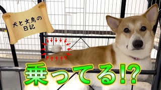 【犬】【文鳥】犬さん、文鳥と少しずつ距離が近づいている模様