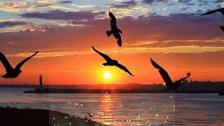 Beautiful Birds compilation 4k | Amazing birds with soothing music | Amazing bird video | Brids USA