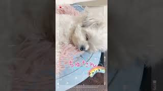 【朝起きたら寝る犬】プロ二度寝師！チワマルアッシュ！#shorts #dog #犬 #癒し