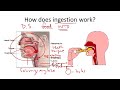 ingestion mouth teeth and tongue