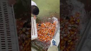 The stocking process of ornamental carp cement breeding pond