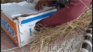 Agol Aman help sparrow nest I natural village 1 I sparrow bird I chidiya ka ghosala