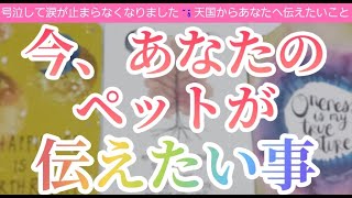 【虹の橋🌈から緊急メッセージ】あなたを選んだ意味🌟あなたにどうしてもしってもらいたい事があります💖今伝えたい事🌟ハンカチ必須です❕