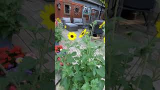 Our Yard and Our Fur Kids 2025
