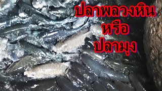 ถ้ำปลา,ที่แม่ฮ่องสอน,ปลาพลวงหิน,หรือปลามุง,Mahseer barb; ชื่อวิทยาศาสตร์: Neolissochilus stracheyi